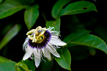 passiflora