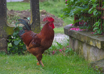 Beautiful colorful rooster standing, in the countryside © Aron M  - Austria