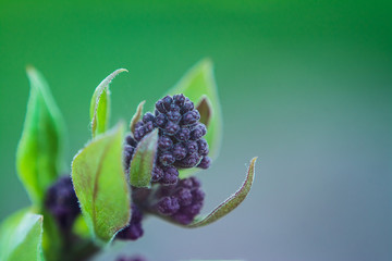 Rozwijające się pąki bzu (Sambucus) © AndrzejBoPhoto