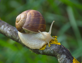 Big snail in shell (Helix pomatia also Roman snail, Burgundy snail) crawling on a tree branch, summer sunny day in garden