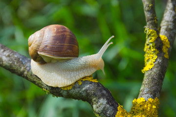 Big snail in shell (Helix pomatia also Roman snail, Burgundy snail) crawling on a tree branch, summer sunny day in garden