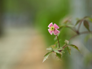 close up of pink flowers