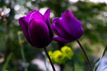 set of tulips in a garden