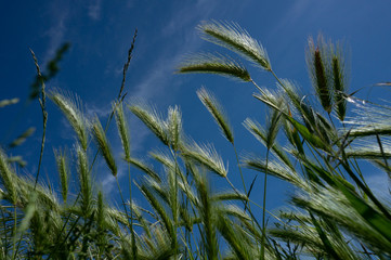 wheat spikes at Low Angle Against Blue Sky