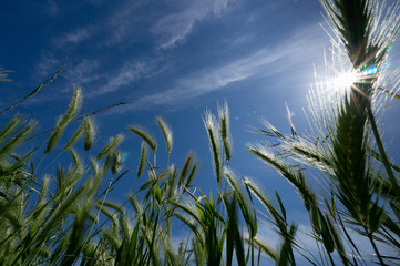 wheat spikes at Low Angle Against Blue Sky