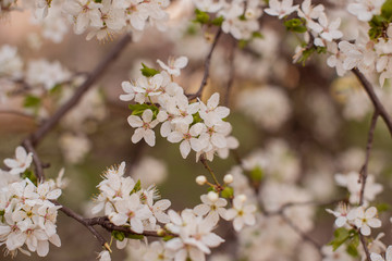 spring flowering tree with flowers