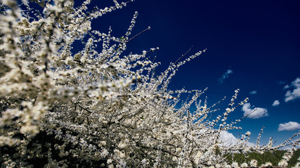 Kwitnące na wiosnę głogi w szerokim ujęciu pola porzeczkowego w tle z błękitnym niebem z...