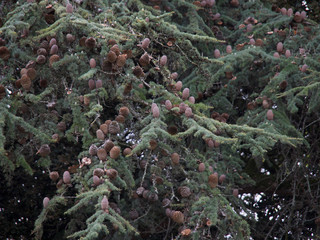 green conifer on the tree cones