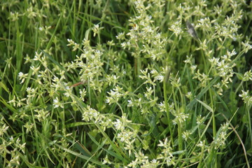 Green grass farmland in the wind