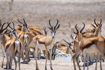 Large herd of springbok near a waterhole in Etosha National Park