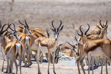 Fototapete Antilope Large herd of springbok near a waterhole in Etosha National Park
