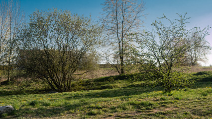 Obraz premium Drzewa w promieniach słońca.