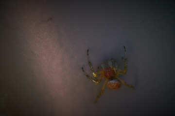Samotny pajączek wspinający się po ścianie w zbliżeniu makro