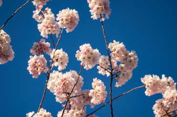 Cherry Blossom Sakura tree blooming in Spring. 