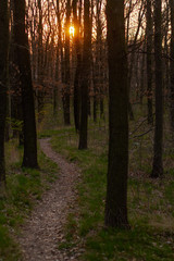 Fototapeta premium forest after morning in spring in the Czech Republic 2020