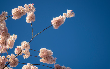 Cherry Blossom Sakura tree blooming in Spring. 