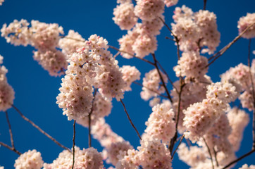 Cherry Blossom Sakura tree blooming in Spring. 