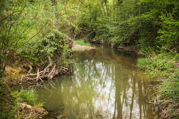 riviere en foret