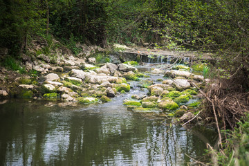 riviere en foret
