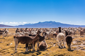 Llamas and alpacas in Arequipa, Peru