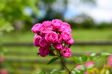 Rosa no meio do campo, flor pronta para ser colhida e enfeitar a casa.