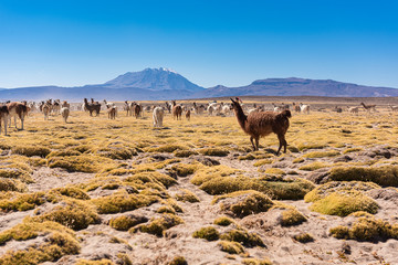 Llamas and alpacas in Arequipa, Peru © KarlaAcosta