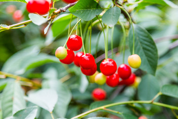 Obraz premium Organic fresh cherry tree