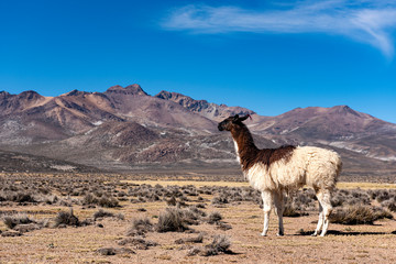 Llamas and alpacas in Arequipa, Peru