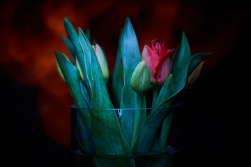 Malowane światłem tulipany w szklanym flakonie na ciemnym delikatnie rozświetlonym tle