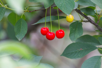 Organic fresh cherry tree