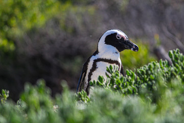 Lonely penguin walk