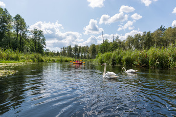 Amazing landscape with two white swans and tourints kayaking inside a beauful and wild river.