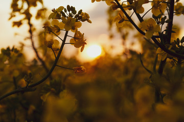Raps Raps-pflanzen Sonnenuntergang Abendsonne Feldblumen Wildblumen atmosphärisch blurr 