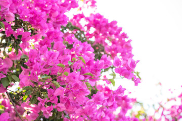 Obraz na płótnie Canvas Beautiful purple exotic flowers Bougainvillea bush on white