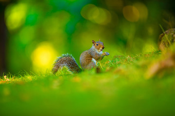 squirrel