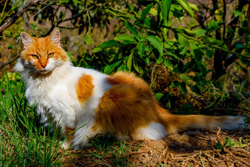 Gato Naranja con Blanco en la Naturaleza