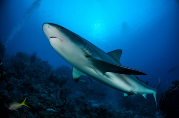 Carribean  reef shark (Carcharhinus perezi)