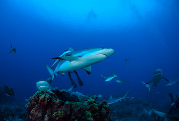 Fototapeta na wymiar Carribean reef shark (Carcharhinus perezi)