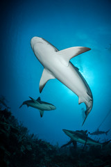 Carribean reef sharks (Carcharhinus perezi)