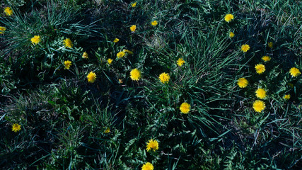 Moiki na trawniku. © Bernadeta