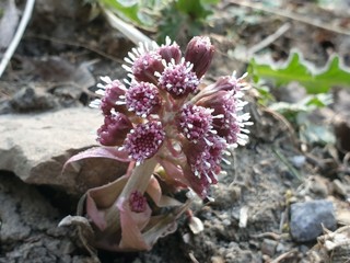 corona flower