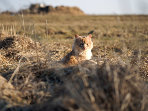Red kitten in the field. Cat basks in the sun