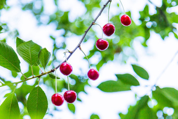 Organic fresh cherry tree