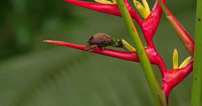 Brazilian Rubi Hummingbird with heliconia flower