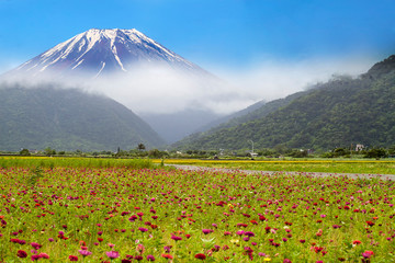 beautiful flower place with nice mountain behind it