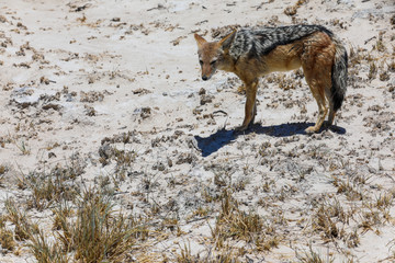 Black-backed jackal in the arid landscape of Etosha National Park