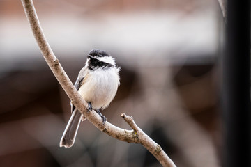 Obraz premium Black-capped Chickadee perched near bird feeder