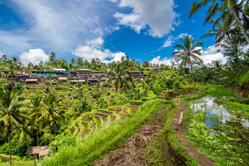 Fototapeta na wymiar Tegallalang, Bali - February, 2020: Near the cultural village of Ubud is an area known as Tegallalang that boasts the most dramatic terraced rice fields in all of Bali.
