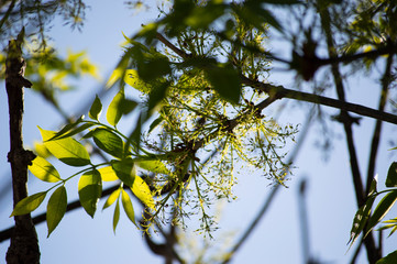 green leaves against blue sky