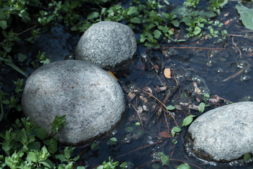 Stones in Water Nature Plants